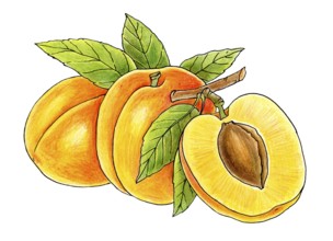 Three juicy peaches isolated on white background
