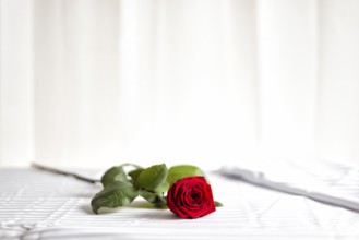 Red rose lying on a bed on Valentine's Day