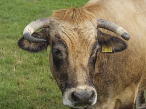 Close-up of the head of a bull with ear tag, Velen, North Rhine-Westphalia, Germany, Europe