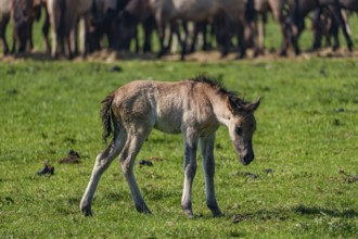 A young foal stands alone on a green meadow, surrounded by a herd, dülmen, westphalia, münsterland,