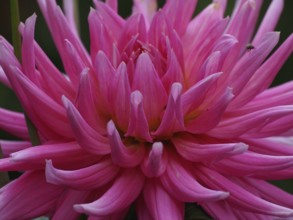 Macro photograph of a pink dahlia with detailed petals, Borken, Westphalia, Germany, Europe