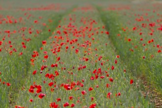 Row of red poppies on a field of wheat