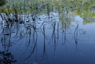 Reflection on the water at Wolfsmoor in Marienhölzung, Flensburg, Schleswig-Holstein, Germany,
