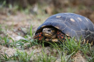 Red-footed tortoise facing camera in grass, Pantanal Wetlands, Mato Grosso, Brazil, South America