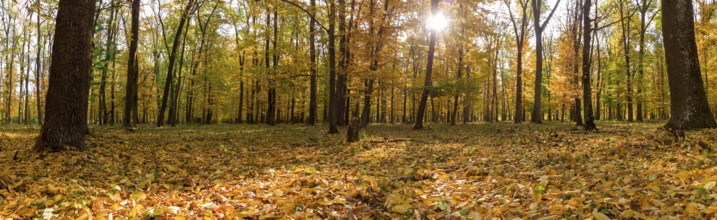 Autumn panorama of autumn yellow forest
