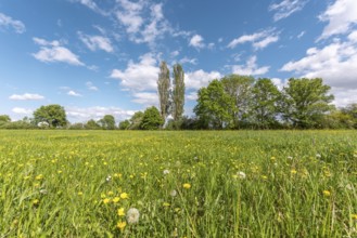 Wild flowers in a natural meadow on a sunny spring day. Bas Rhin, Alsace, France, Europe