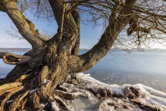 Large tree on the shore of a frozen lake, surrounded by ice and bright sunshine, Niederzell,