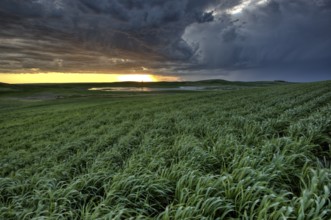 Sunset nad durum wheat crop storm clouds