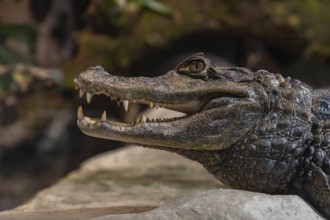 A picture of a Crocodile at the Oslo Reptile Park