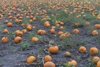 Large field with many pumpkins