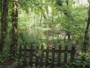 Swamp landscape in the forest, North Rhine-Westphalia, Germany, Europe