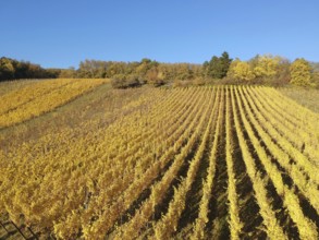 An image of a view over a vineyard at Alsace France in autumn light