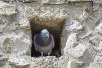 Pigeon in the Attic Window of an Old Building Szekesfehervar, Hungary, Europe
