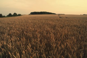 Cornfield at sunset