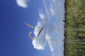 Grain field