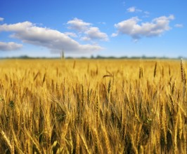 Wheat field with clouds on blue sky. Shallow deep of field