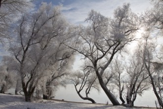 Danube landscape