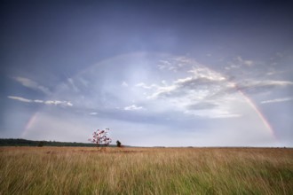 Rainbow over rowan tree on marsh after rain