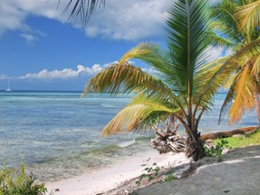 Tropical beach in Dominican republic. Caribbean sea. island Saona