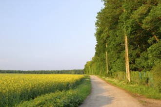 Yellow rape seed in the vertical landscape