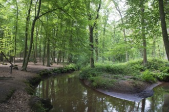 Estate Geijsteren in forest with brook