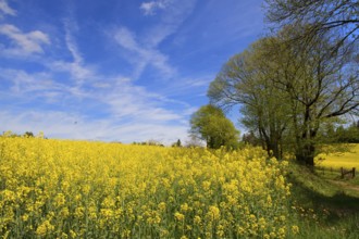 Limousin landscape with blooming yellow rape seed