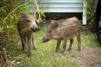 Newborns in the Esterel Mountains, southern France 2022