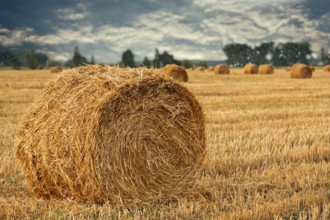 Wheat straw rolls on the field at sunset