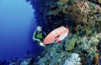 Diver and panther trout perch, Plectropomus pessuliferus, Egypt, Africa, Sinai, Dahab, Red Sea,