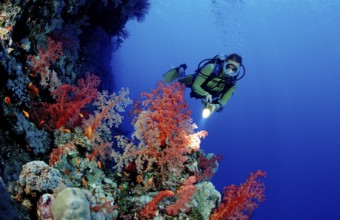 Diver and colourful coral reef, Egypt, Africa, Sinai, Ras Mohammed, Red Sea, Africa