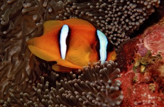 Red Sea Anemonefish, Amphiprion bicinctus, Djibouti, Djibouti, Africa, Afar Triangle, Gulf of Aden,