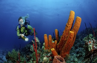 Tubular sponge and diver, Pseudoceratina crassa, Catalina, Caribbean Sea, Dominican Republic,