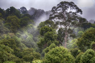 Tropical rainforest, Deramakot Forest Reserve, Sabah, Borneo Malaysia