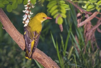 Oriole, (Eurasian Golden Oriole), on perch, animals, birds, New Tower Hide, Tiszaalpár - Kiskunsági