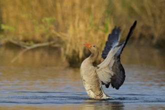 Greylag goose, (Anser anser), animals, birds, goose, geese, field geese, family of ducks, bathing