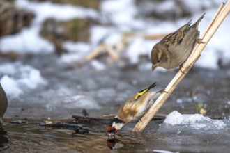 Goldfinch - drinks at the ice hole (Carduelis carduelis)