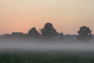 Morning fog