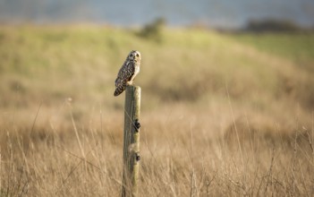 Wild Owl in Nature, Color Image, Northern California, USA, North America