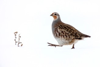 Partridge in Saskatchewan Canada season Prairie Scene