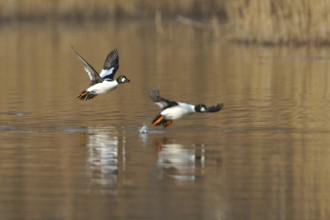 Goldeneye duck male in flight, Bucephala clangula, Male Common Goldeneye duck