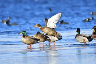 Mallard on an ice floe .Mallard in winter on an ice floes