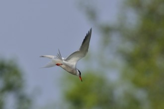 Common tern in flight. Common Tern in the morning sun