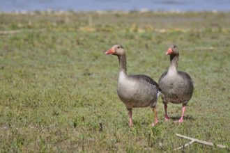 Greylag geese in Bavaria