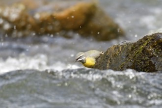Grey wagtail in spring. Grey wagtail looking for food
