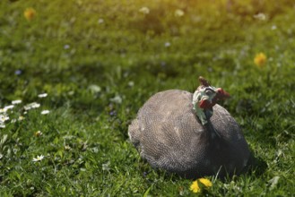 Guinea fowl grazing on green backyard grass