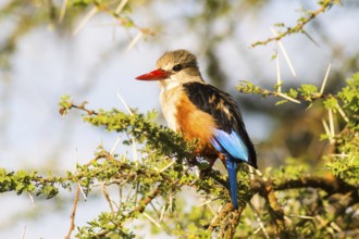 Grey-headed Kingfisher on an acacia branch in Samburu Park in central Kenya
