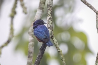 Chestnut-bellied euphonia on a tree branch from the back, head to the right, Serra da Mantiqueira,