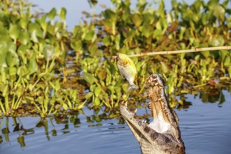 Yacare caiman jumps out of water for and caught a piranha, Pantanal Wetlands, Mato Grosso, Brazil,