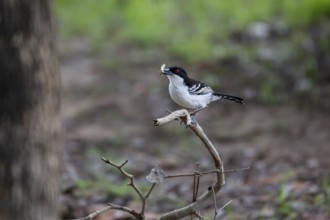 Great antshrike with an insect in its beak perched on a bare branch in forest, Pantanal Wetlands,