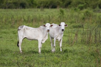 Two typical white Pantaneira cows on a lush green meadow, facing camera, Pantanal Wetlands, Mato